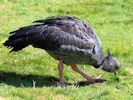 Crested Screamer (WWT Slimbridge September 2012) - pic by Nigel Key